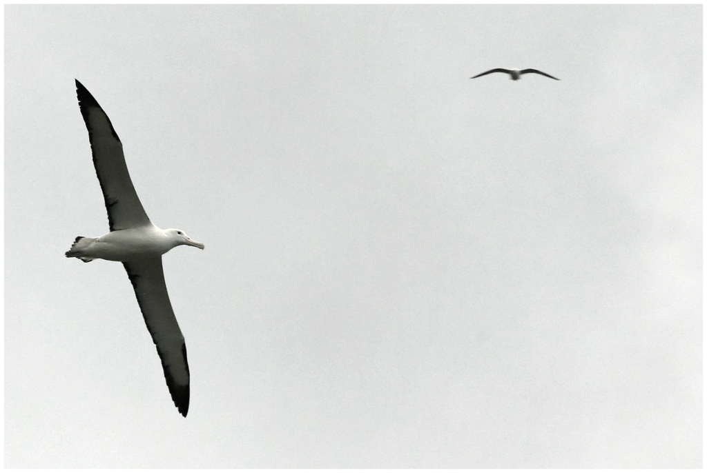 04 - Presqu'ile d'Otago (23).jpg